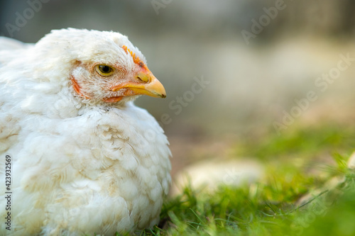 Hen feed on traditional rural barnyard. Close up of white chicken sitting on barn yard with green grass. Free range poultry farming concept.