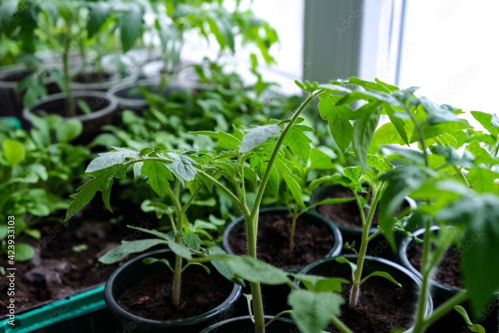 Early seedlings grown from seeds at home on the windowsill. seedlings in peat pots.Sowing of young plants, trays with land for agricultural seedlings. Early seedlings grown from seeds at home on the windowsill. seedlings in peat pots.Sowing of young plants, trays with land for agricultural seedlings.