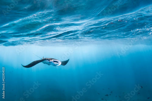 Fototapeta Underwater view of hovering Giant oceanic manta ray