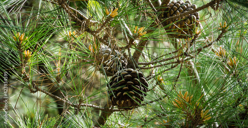 Close-up of big brown ripe cones of Italian Stone pine (Pinus pinea), umbrella or parasol pine in sunny spring day in Arboretum Park Southern Cultures in Sirius (Adler). photo
