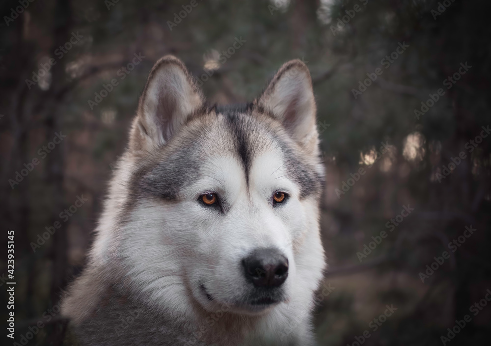 Wolf dog portrait in a coniferous pine forest. Sunset illuminating the face of the canine animal. Selective focus on the eyes, blurred background.