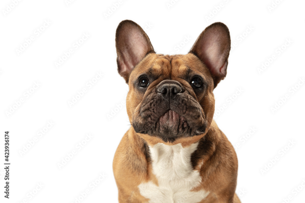 Young brown French Bulldog playing isolated on white studio background Young brown French Bulldog playing isolated on white studio background