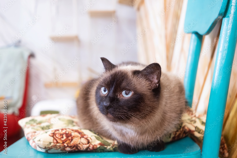 Obraz Portrait of a cute Siamese cat with blue eyes. Close-up. Pet concept.