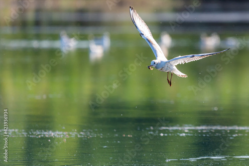 Gull flying over water, Seagull landing, Bird flying, Bird landing over water