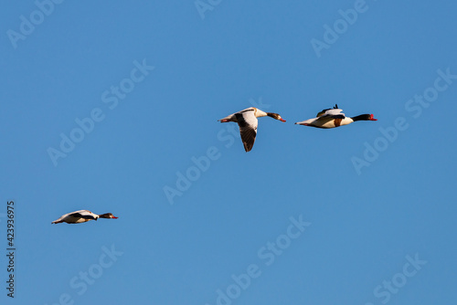 A flock of migratory ducks on background blue sky
