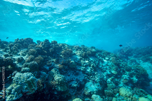 Fototapeta Naklejka Na Ścianę i Meble -  coral reef and diver