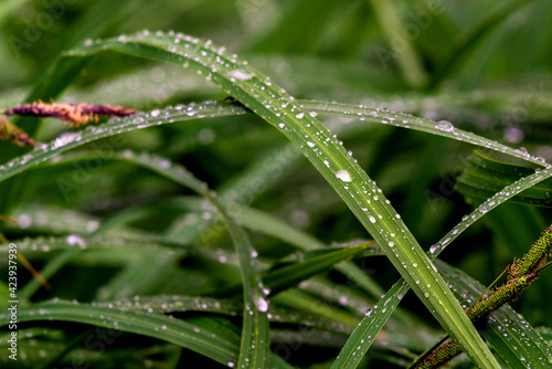 Water drop on grass leaves close