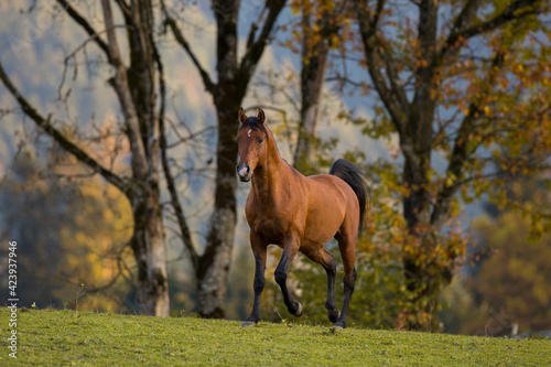 Brauner Vollblutaraber Hengst im Herbst auf der Weide, Österreich