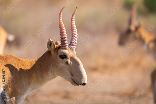 Male Saiga antelope or Saiga tatarica