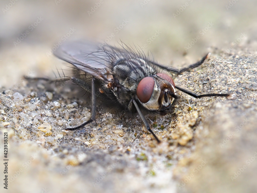 Close up Macro Horsefly Close up Macro Horsefly