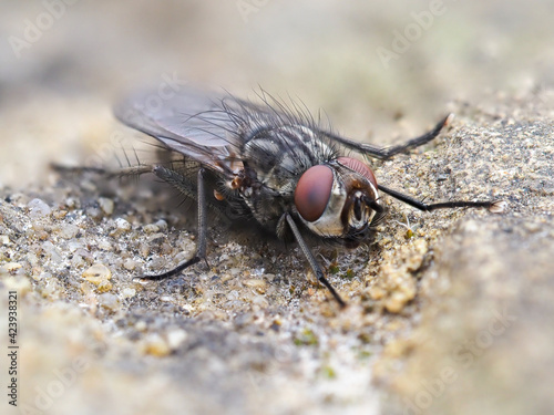 Close up Macro Horsefly