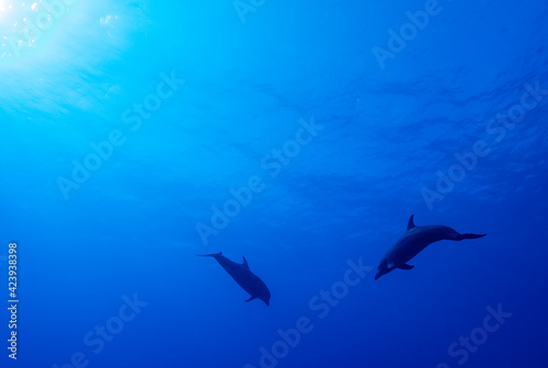 two dolphins underwater © 敏治 荒川