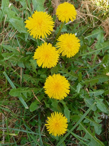 dandelions in the grass