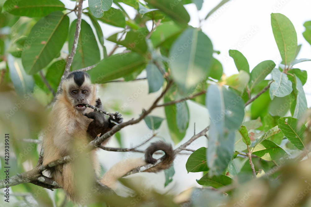 Fototapeta premium The Hooded capuchin monkey (Cebus apella cay)