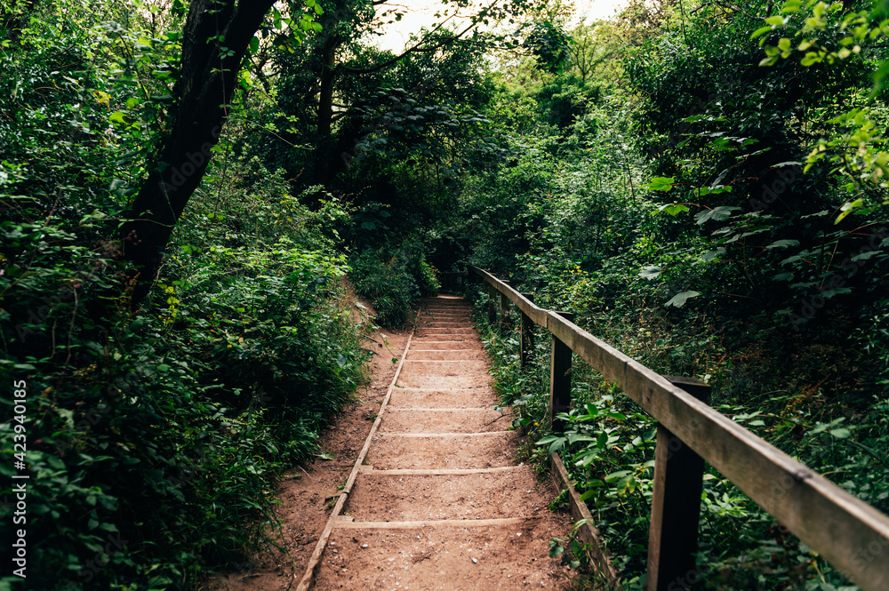 Wooden stairs in amazing green forest Wooden stairs in amazing green forest