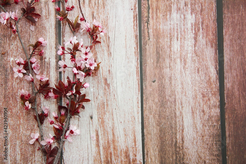 branches with pink cherry blossoms on a wooden background