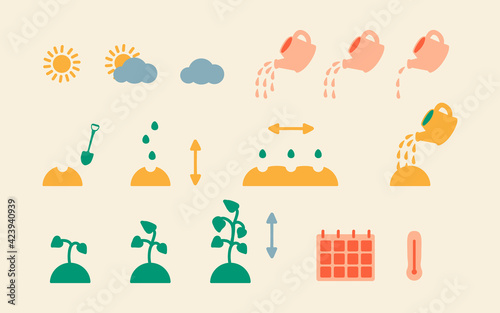 Step-by-step instructions for planting plant and flower seeds. Vector icons of planting and seed growth process, watering rate, temperature and planting calendar. Seedling growth process.