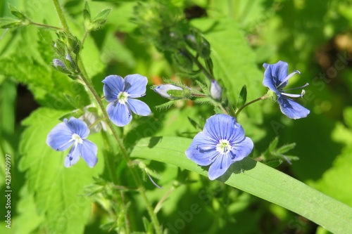 Beautiful blue veronica flowers on natural green leaves background, closeup photo