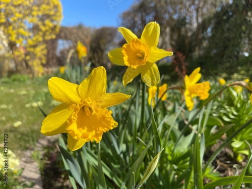 daffodils in spring