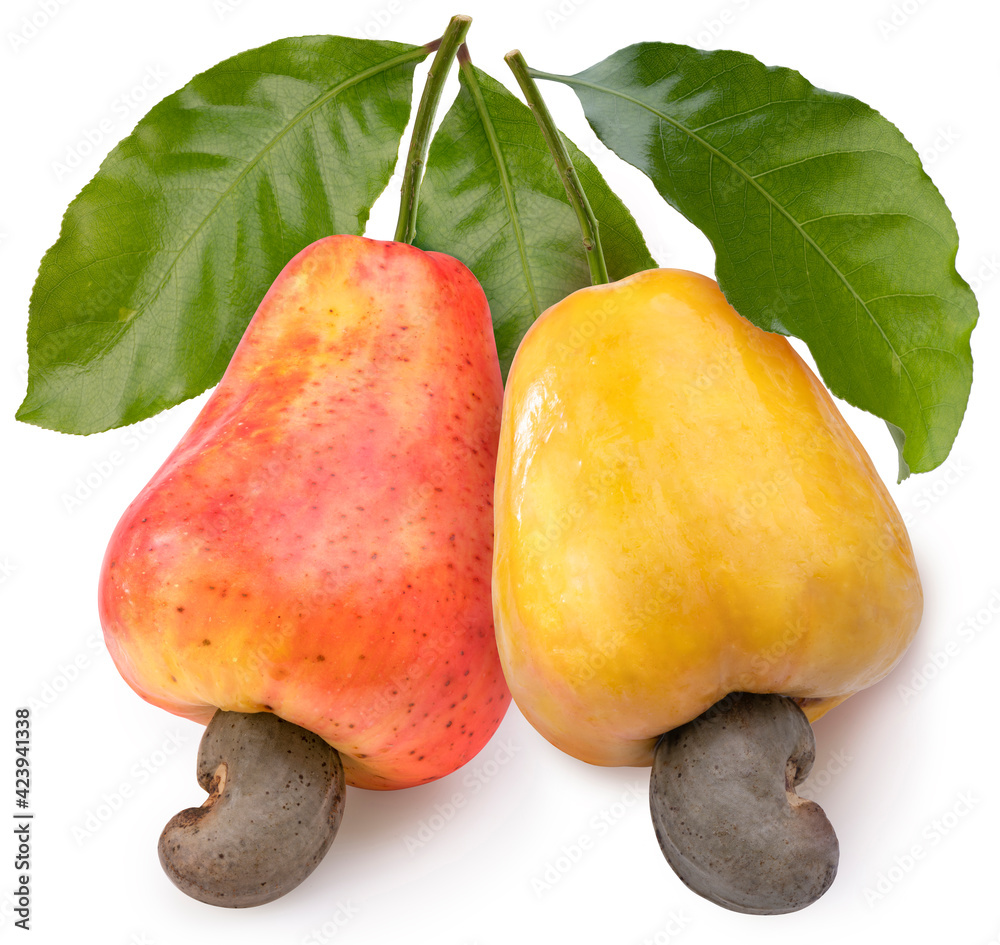 Fresh cashews and cashew nut with leafs on a white background, Fresh ...