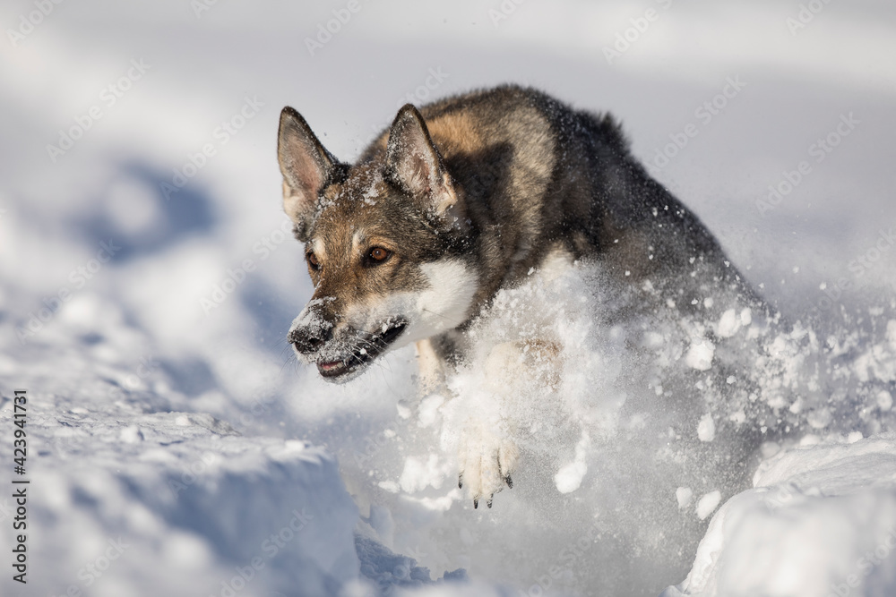 Schäferhund Mischling im tiefen Schnee, Österreich Schäferhund Mischling im tiefen Schnee, Österreich
