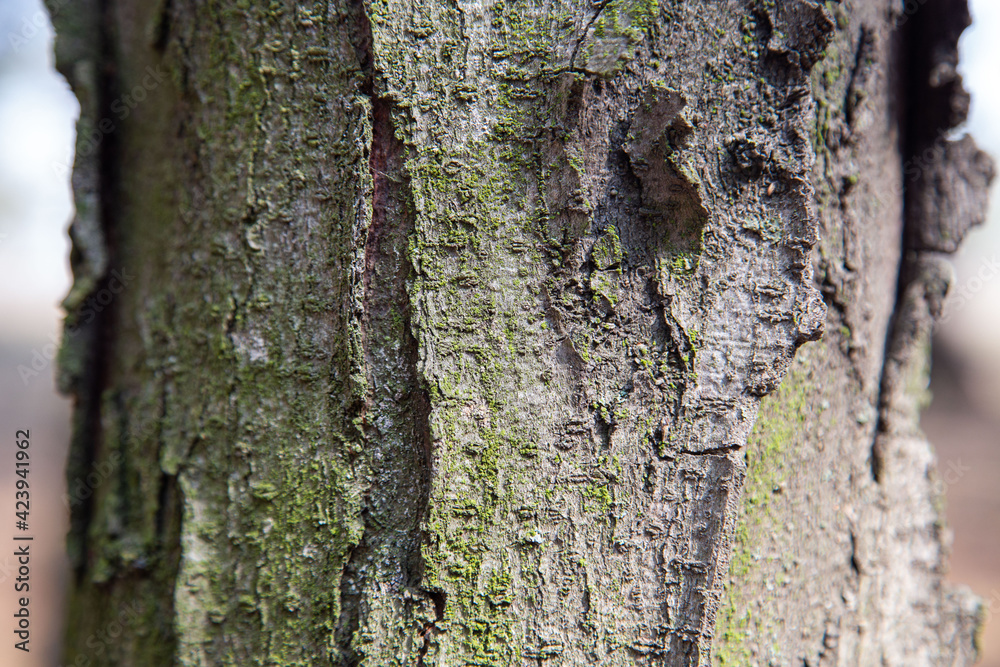 Brown bark with moss texture detail natural. High quality Brown bark with moss texture detail natural. High quality