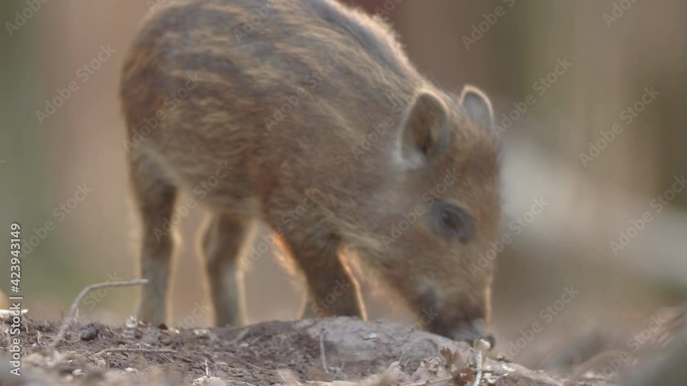 Closeup young wild boar Sus scrofa calm piggy looking for nutriment in deep wood. Wildlife tranquil scene of animal of long furry. Strong nose and well smell sense to search food in omnivorous mammal Closeup young wild boar Sus scrofa calm piggy looking for nutriment in deep wood. Wildlife tranquil scene of animal of long furry. Strong nose and well smell sense to search food in omnivorous mammal