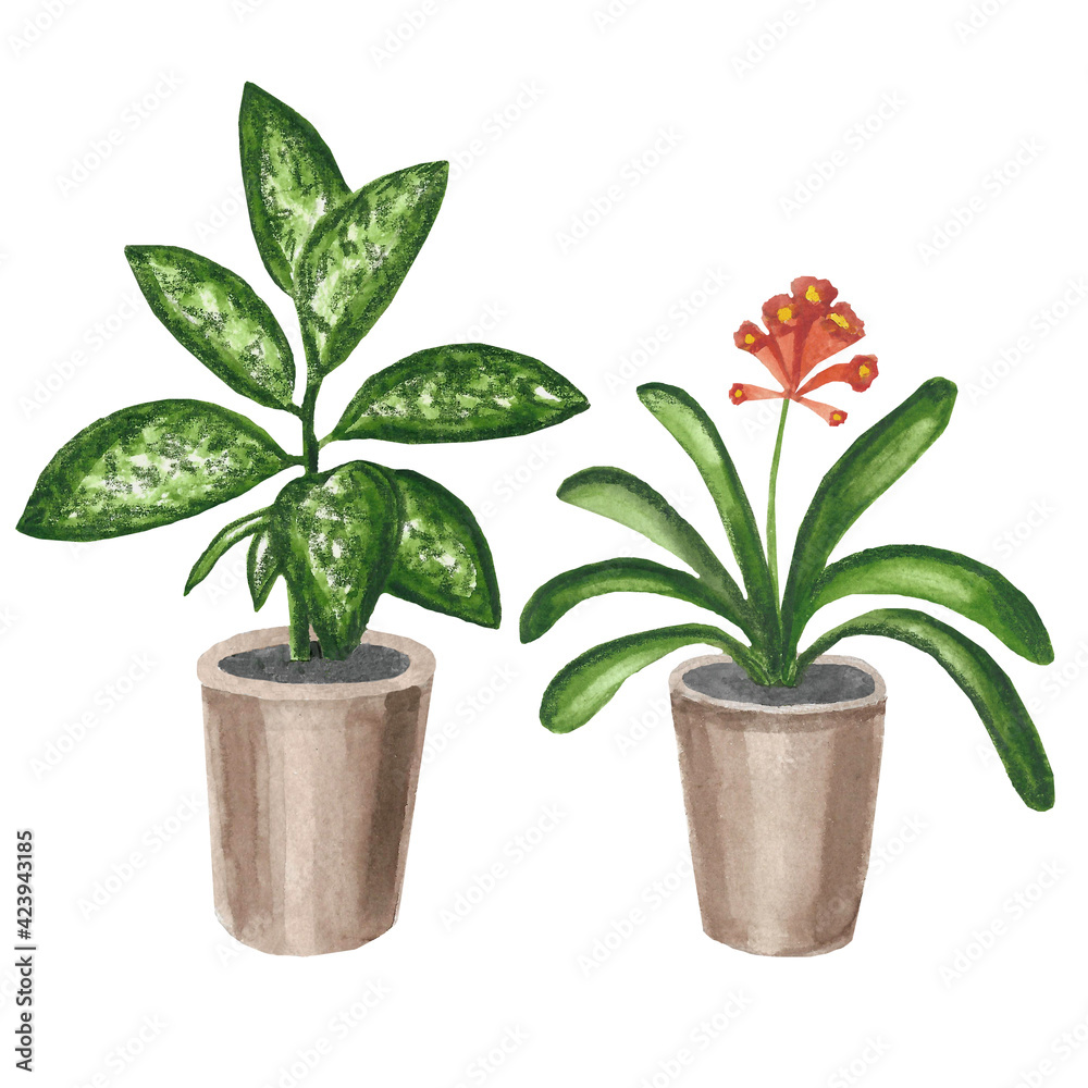 Obraz premium Indoor plants , watercolor set, dieffenbachia and clivia.