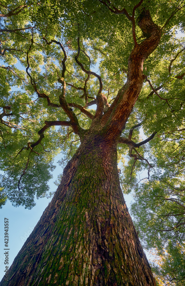 Naklejka premium Cinnamomum camphora tree in the Imperial Palace garden. Tokyo. Japan