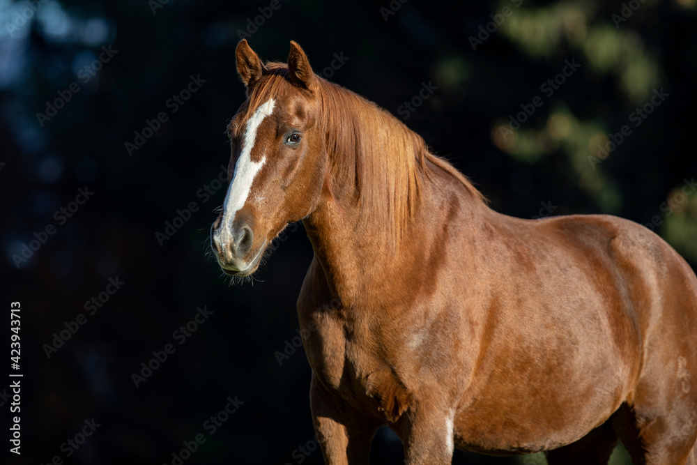 Fototapeta premium Warmblut Wallach Fuchs im Herbst, Österreich