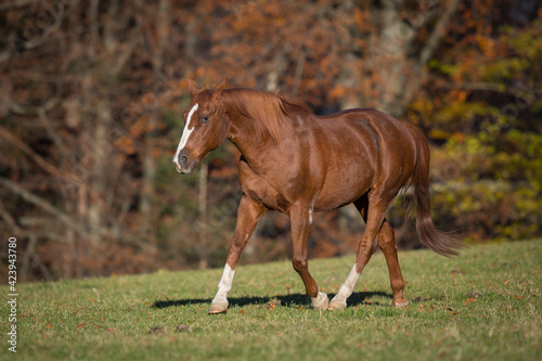 Warmblut Wallach Fuchs im Herbst    sterreich