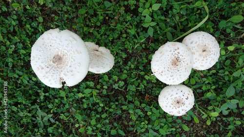 White mushrooms on the grass