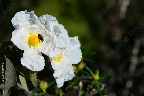 Cistus or rockrose flower known as rockrose, steppe or jaguarzo photo