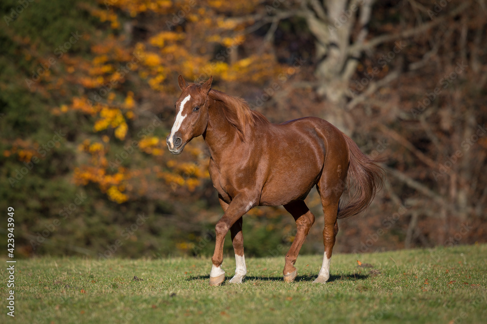 Warmblut Wallach Fuchs im Herbst, Österreich Warmblut Wallach Fuchs im Herbst, Österreich