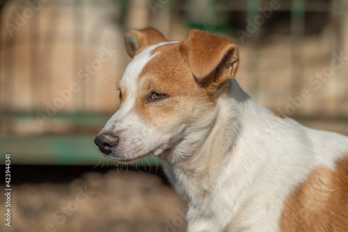 closeup portrait sad homeless abandoned colored white dog outdoor © Валерий Моисеев