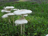 White mushrooms on the grass
