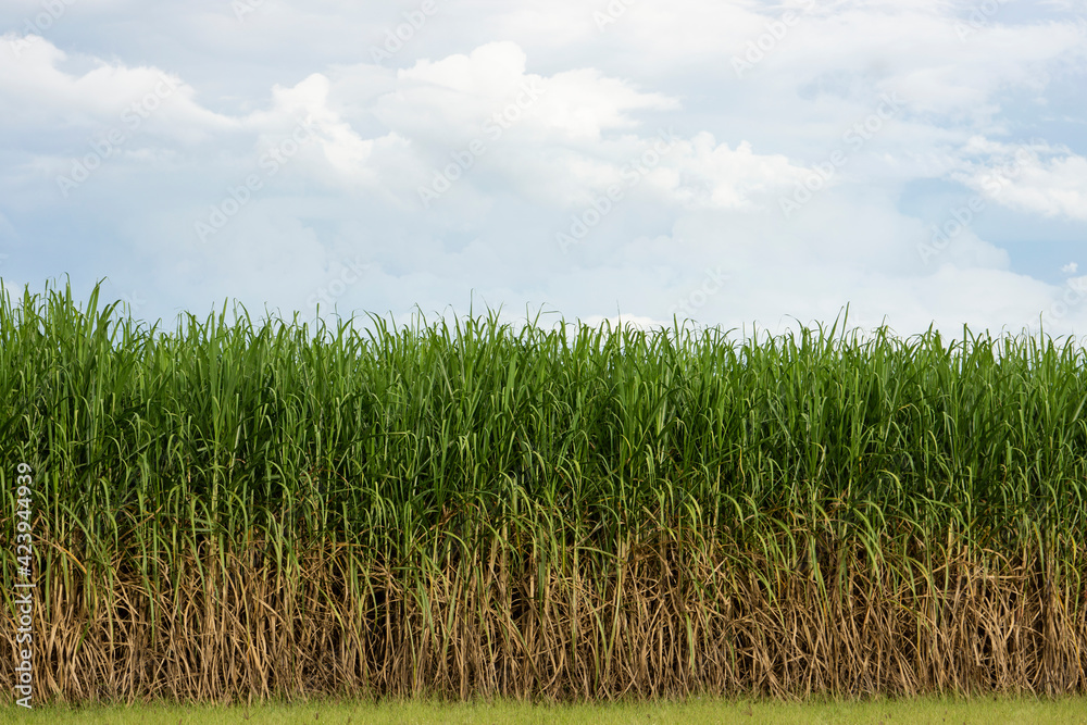 Field of sugar cane against a backdrop of monsoon storm clouds bringing late afternoon rain. Field of sugar cane against a backdrop of monsoon storm clouds bringing late afternoon rain.