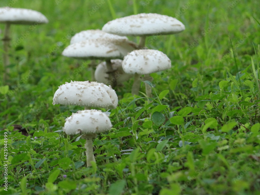 White mushrooms on the grass White mushrooms on the grass