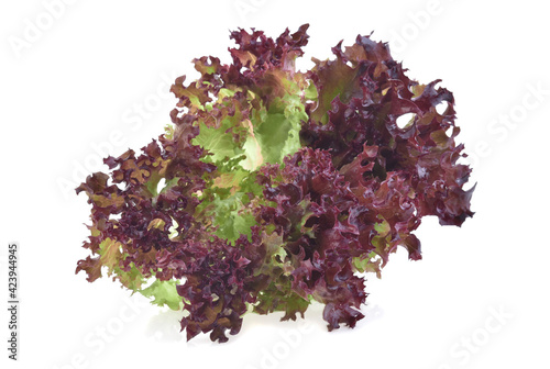 Red oak lettuce organic vegetable on white background.