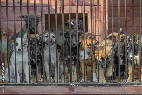 Wall Mural A pack of homeless puppy dogs locked in a shelter metal cage