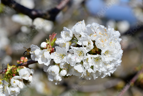 bee collecting pollen on flowering cherry or Cerasus in spring