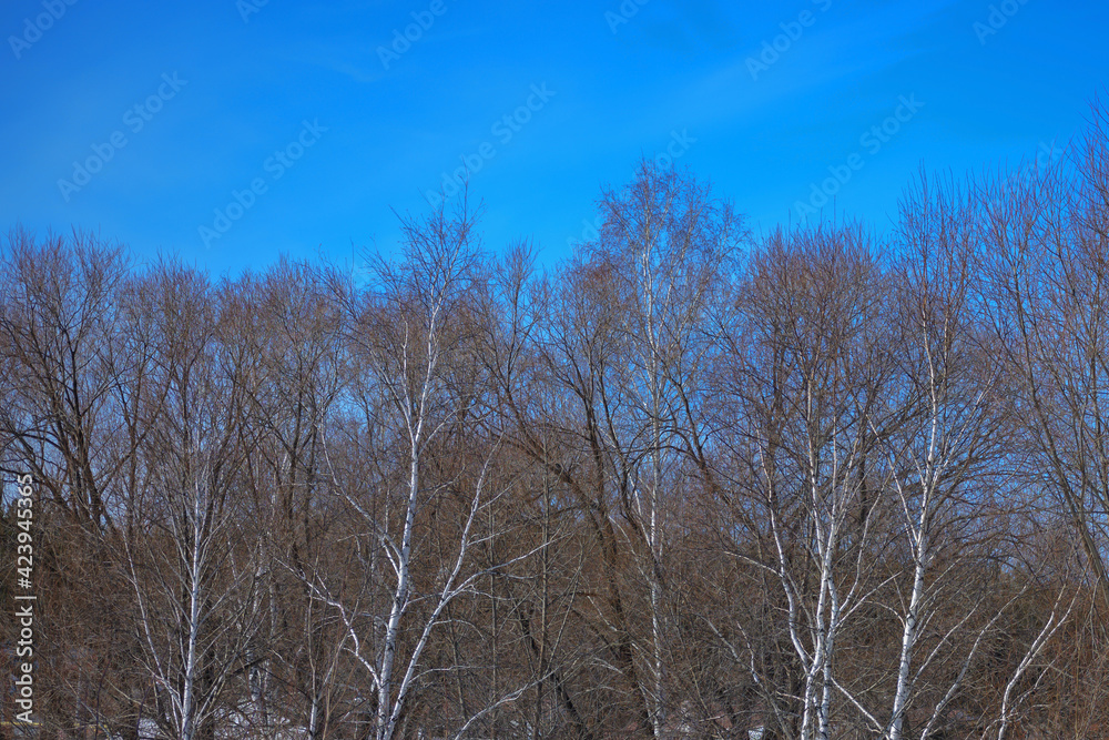 Spring birch grove against the blue sky Spring birch grove against the blue sky