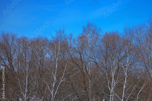 Spring birch grove against the blue sky