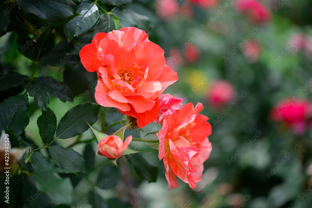 Beautiful rose in the garden