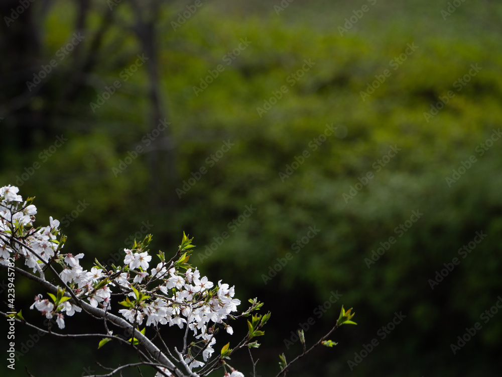 Obraz premium 深い緑と桜の木