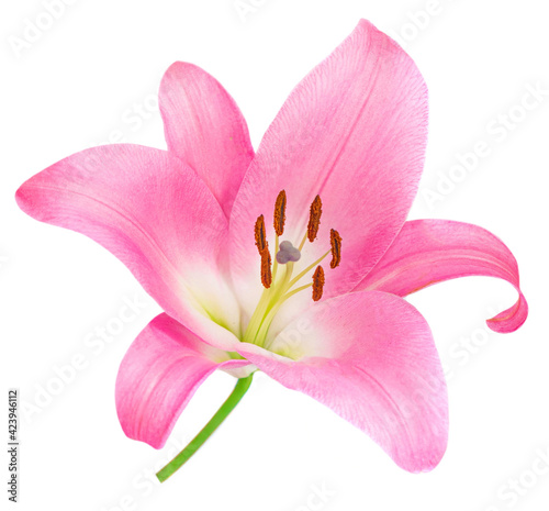 Pink Lily flower isolated on white background. Beautiful tender Lilly. © nataliazakharova