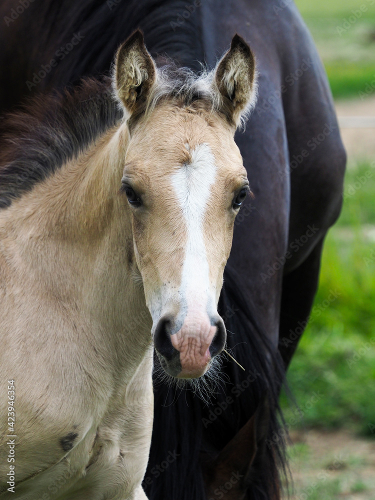 Obraz premium Cute Welsh Foal