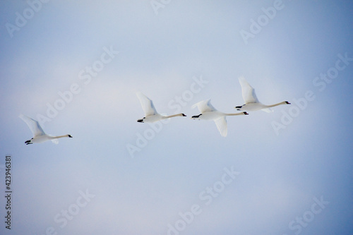 Swans © Inga Kļaviņa
