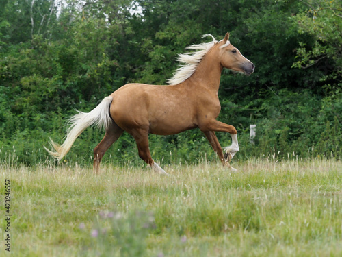 Pretty Cantering Horse