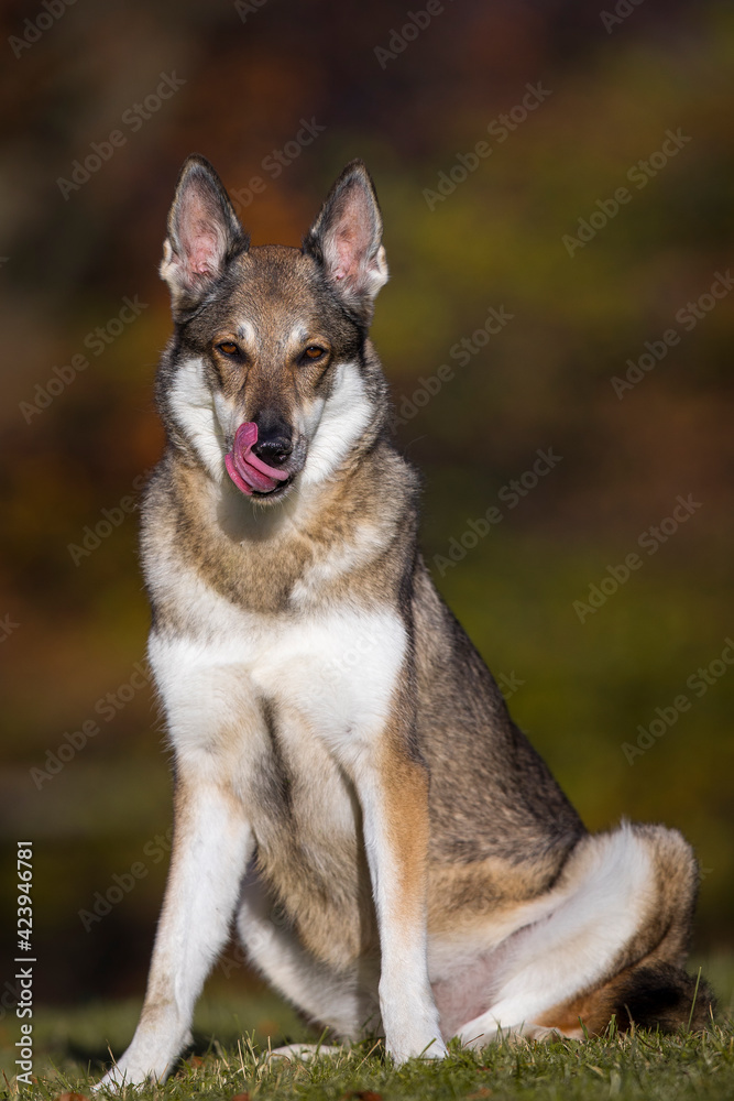 Schäferhund Mischlingshündin im Herbst auf der Wiese, Österreich Schäferhund Mischlingshündin im Herbst auf der Wiese, Österreich